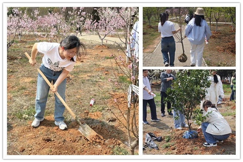 图为教职工植树2.jpg